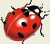 bug
