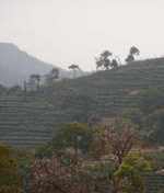 longjing tea