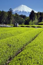 green tea medical benefits