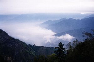 taiwan oolong tea