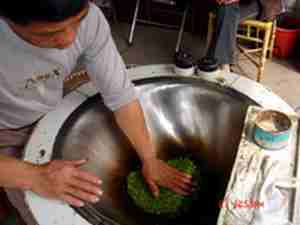 green tea processing