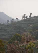 longjing tea