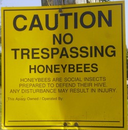 honey bee facts