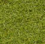 tender tea shoots