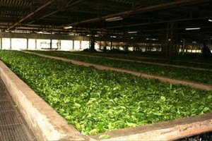 white tea processing