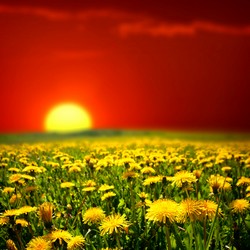 dandelion tea