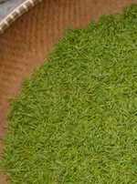 longjing tea