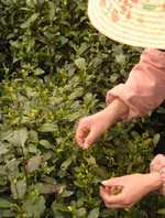 green tea harvesting