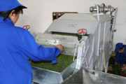 green tea processing