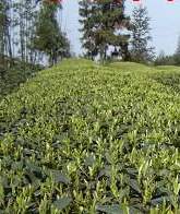 green tea harvesting