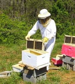 bee make honey