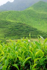 green tea information