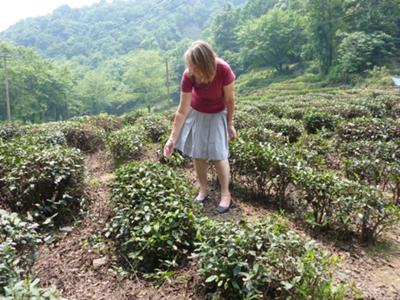 Val inspecting tea bushes at Longjing